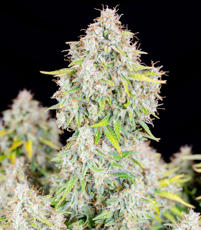 Семена сорта Original Cinderella Auto fem (FastBuds)