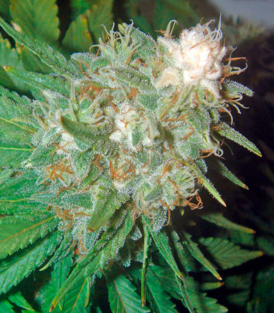 Семена сорта Pato #1 fem