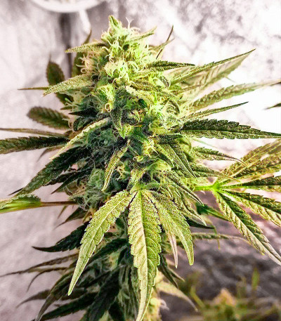 Семена сорта Sherbet Cuvee Cookies fem (Cali Buds Seeds)