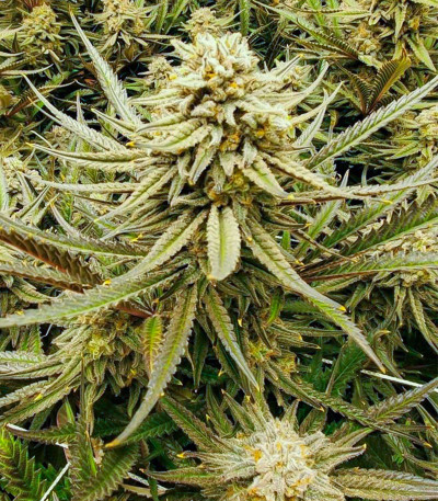 Семена сорта Critical Impact fem (Vision Seeds)