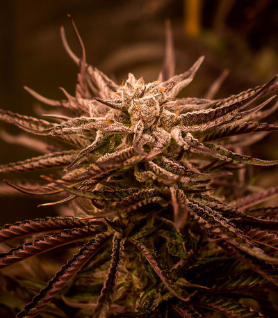 Семена сорта Dozywelly OG fem (AlphaFem Seeds)