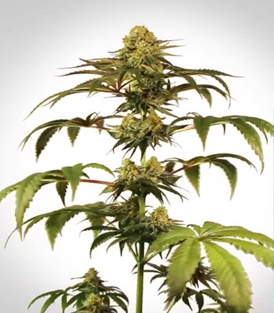 Семена сорта Medical Mass CBD fem (Royal Queen Seeds)