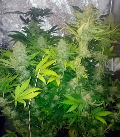 Семена сорта Auto Northern Light fem (Bulk Seed Bank)