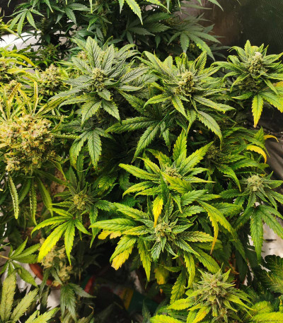 Семена сорта Tangie Auto fem