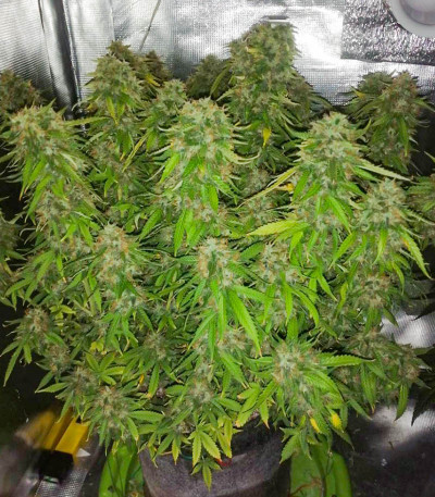 Семена сорта Crime Caramel Auto fem (Семяныч)