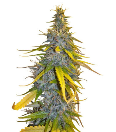 Семена сорта S.A.D. Sweet Afgani Delicious S1 fem (Sweet Seeds)