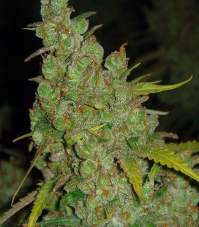 Семена сорта 1024 fem (Medical Seeds)