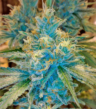 Семена сорта Black D.O.G. fem