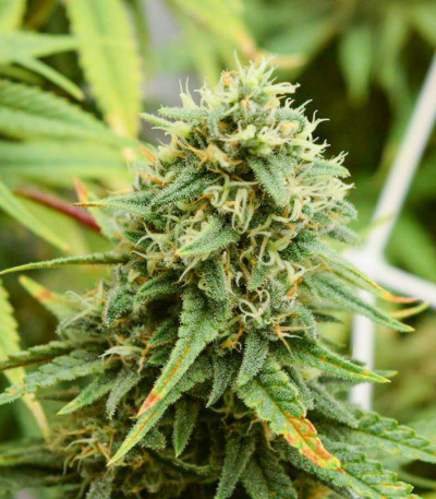 Семена сорта Fat Banana fem (Royal Queen Seeds)