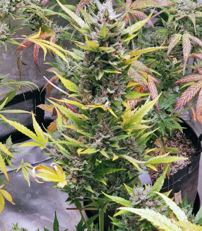 Семена сорта Wedding Cake fem (Cali Buds Seeds)