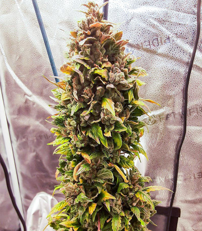 Семена сорта Grateful Dead Auto fem (High Speed ​​Buds)