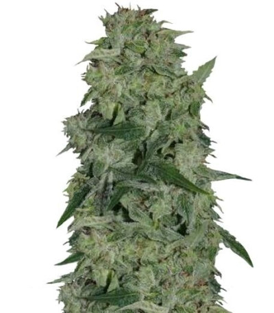 Семена сорта Osiris fem (Pyramid Seeds)