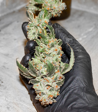 Семена сорта Blue Gelato 41 (Barney's Farm)