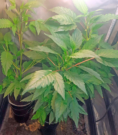 Семена сорта Bubba Kush reg (Humboldt Seeds)