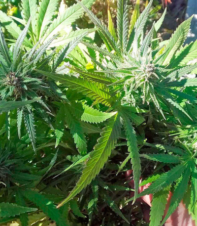 Семена сорта Kritikal-K fem