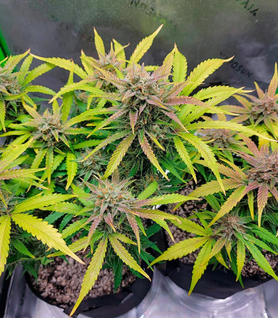 Семена сорта Orange Apricot Glue XL Auto fem (Sweet Seeds)