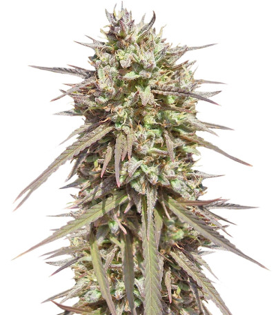 Семена сорта Purple Maroc fem (Female Seeds)