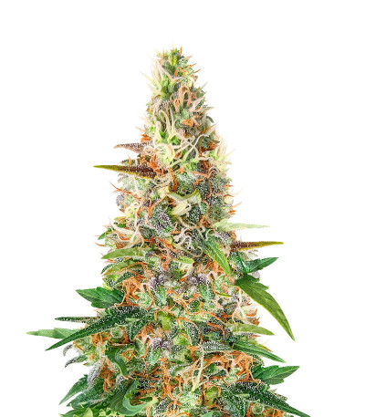 Микс семян конопли Beginner Auto Mix Pack fem (Herbies Seeds)