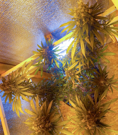 Семена сорта Chocobang fem (Delicious Seeds)