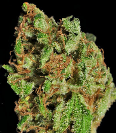 Семена сорта Afgooey fem (Strain Hunters)