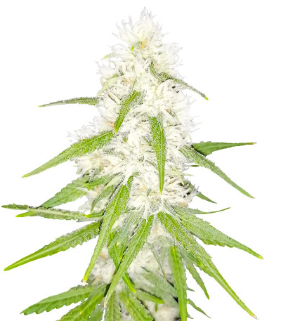 Семена сорта Tashkenti Auto fem (Семяныч)