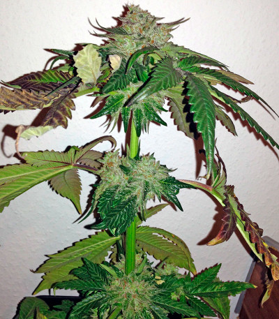 Семена сорта Caramel Kush fem (00 Seeds)
