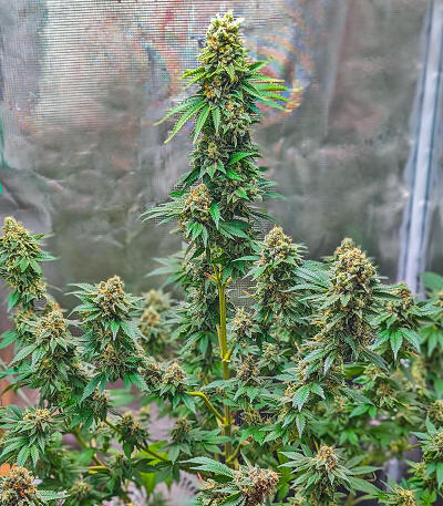 Семена сорта Gorilla 4 Autoflower fem (Easy Grow Seeds)