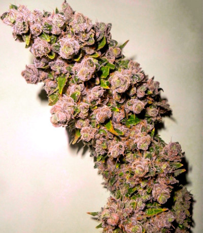 Семена сорта Pineapple Chunk fem (Barney's Farm)