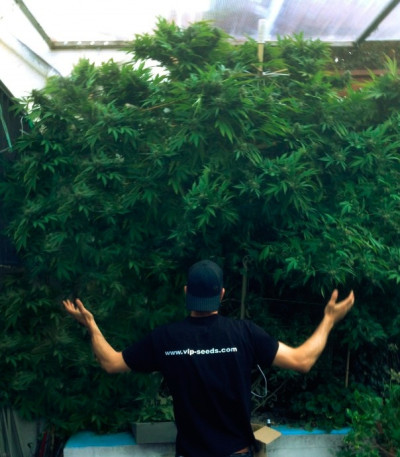 Семена сорта Tank fem (VIP seeds)