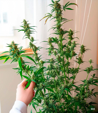 Семена сорта LSD auto fem (Семяныч)