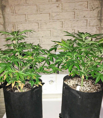 Семена сорта Auto Caramelino fem (Victory Seeds)