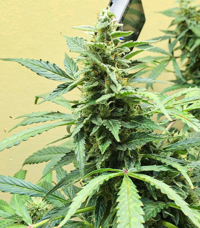 Семена сорта Northern Lights Auto fem (Семяныч)