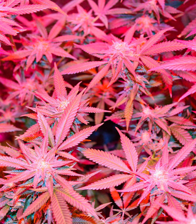 Семена сорта Different Gorilla fem (AlphaFem Seeds)