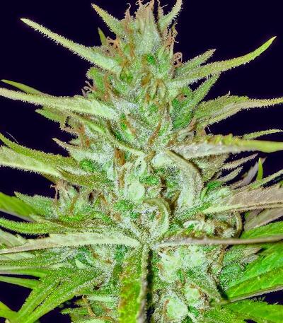 Семена сорта Thin Mint x Sour Pinot Auto