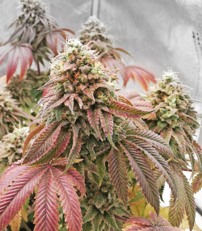 Семена сорта Runtz Muffin (Barney’s Farm)