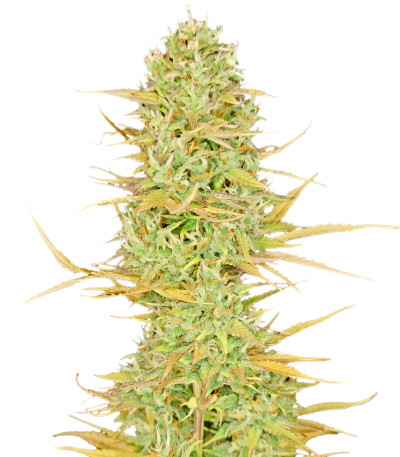 Семена сорта Original Auto White Widow fem (FastBuds)