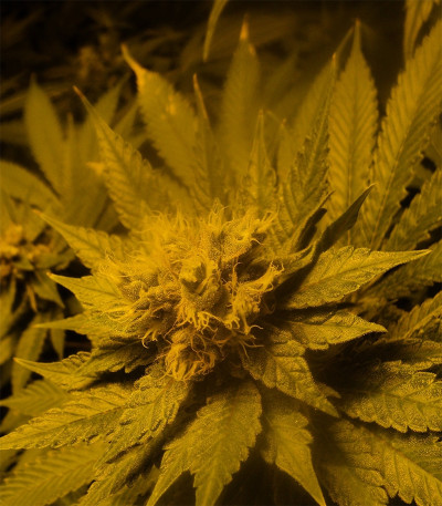 Семена сорта Blueberry Cheesecake fem (Female Seeds)