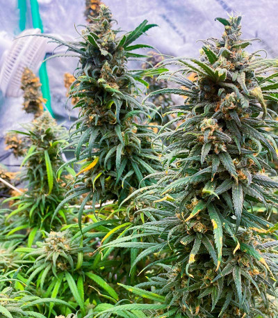 Семена сорта Wedding Crasher Auto fem (7CH Seeds & Advanced Seeds)