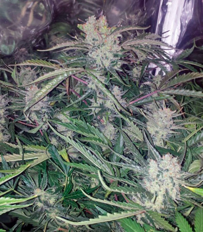 Семена сорта Big Devil XL Auto fem (Sweet Seeds)