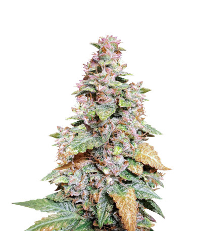 Семена сорта Wedding Cheesecake Auto fem (FastBuds)