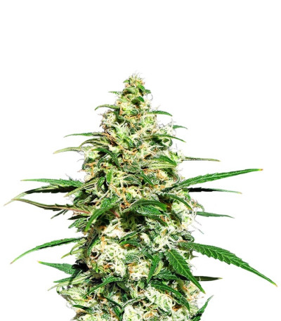 Семена сорта Amnesi-K fem