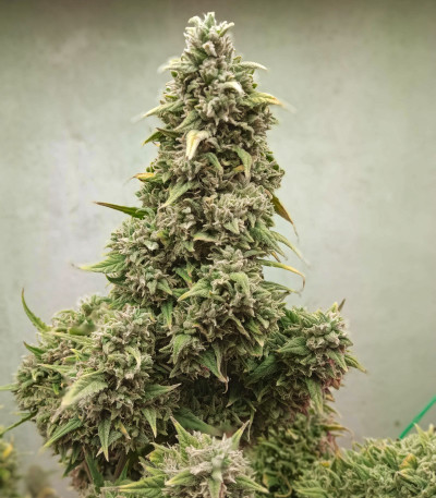 Семена сорта Auto Cinderella Jack fem (Dutch Passion)