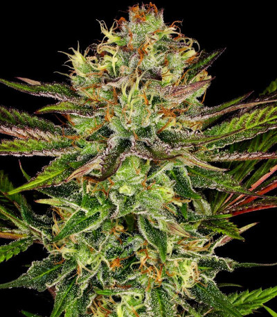 Семена сорта Chocolate Wafflez fem