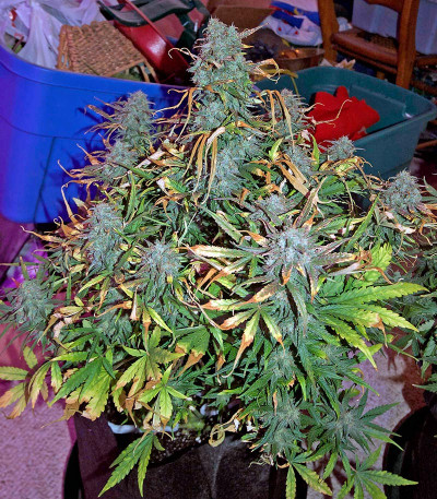 Семена сорта Critical Jack Autoflowering fem (Dinafem Seeds)