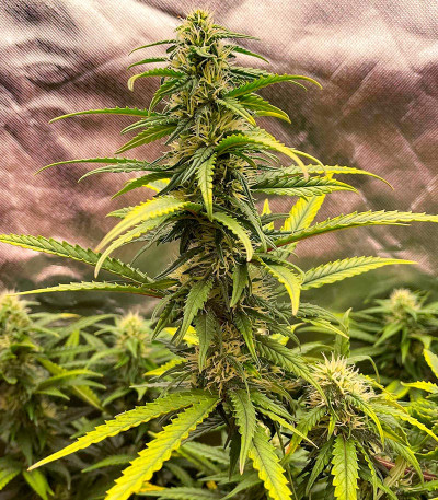 Семена сорта Sour Diesel Auto fem (Herbies Seeds)