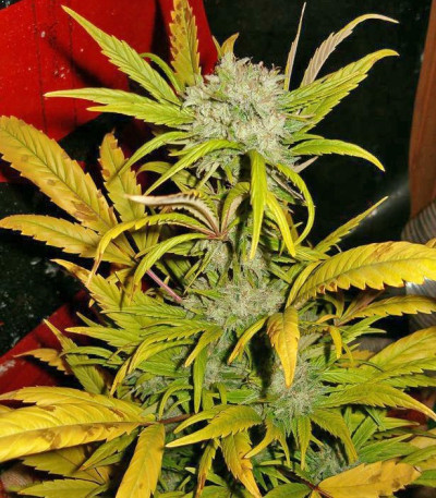 Семена сорта White Widow fem (Семяныч)