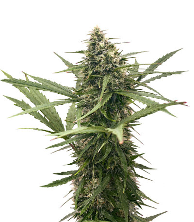 Семена сорта Original Glue Auto fem (Nirvana Seeds)