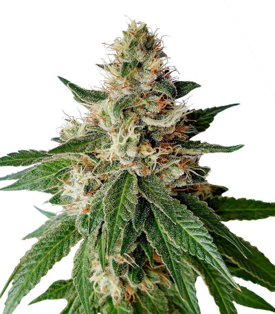 Семена сорта Ultimate Chemdog Fast Version fem (Семяныч)