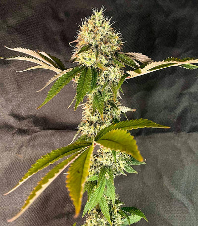 Семена сорта Banana Rapids fem (Dr. Krippling Seeds)