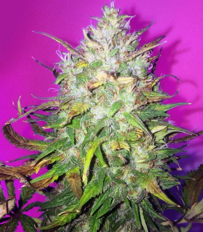 Семена сорта Bruce Banner Auto fem (Cali Buds Seeds)